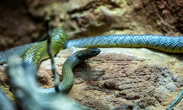 giant snake length record